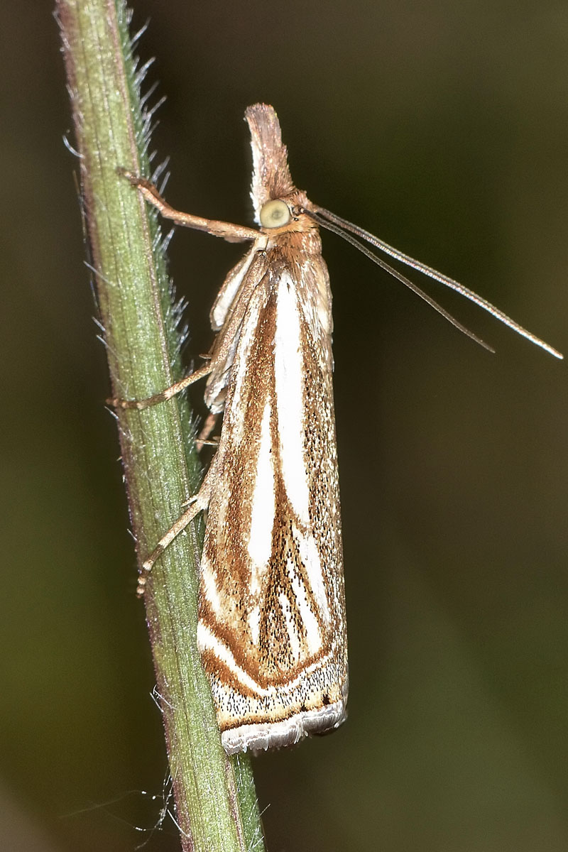 Xanthocrambus lucellus? S